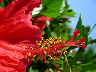 Image showing hibiscus