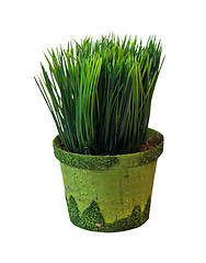 Image showing Grass pot