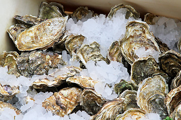 Image showing Oyster