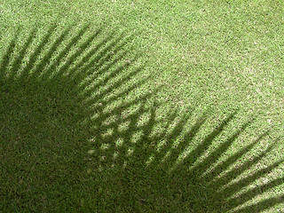 Image showing shadow of palm