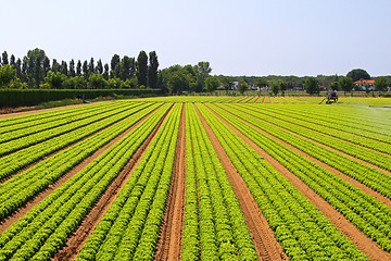 Image showing Salad field