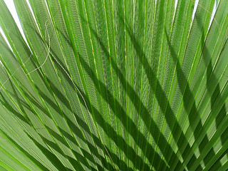 Image showing shadow of palm