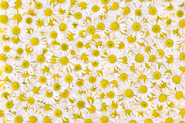 Image showing Group of Chamomile flower heads – background