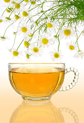 Image showing Cup of chamomile tea with fresh chamomilla flowers over colored background