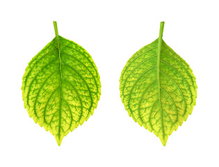 Image showing Iron deficiency of Hydrangea macrophylla leaf - chlorosis