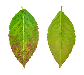 Image showing Diseased leaf of  Hydrangea serrata Blue Bird – fungal attacked