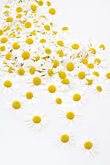 Image showing Group of Chamomile flower heads isolated on white background