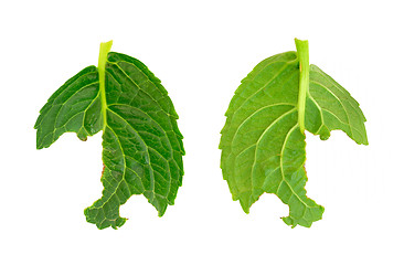 Image showing Slug damage of Hydrangea macrophylla leaf