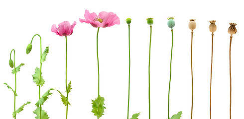 Image showing Evolution of Opium poppy isolated on white background