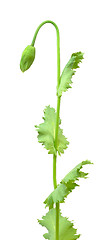 Image showing Bud of poppy isolated on white background