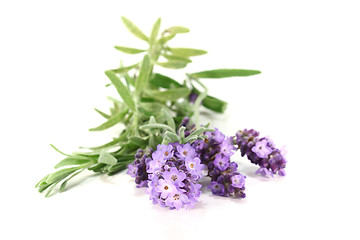 Image showing Lavender flowers