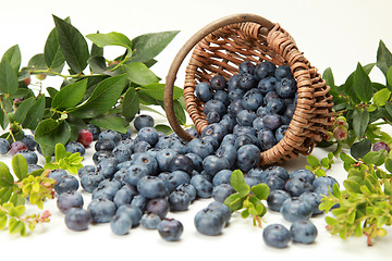 Image showing Blueberries