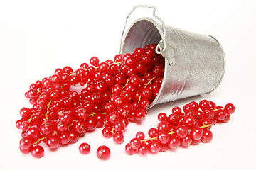 Image showing Red currants