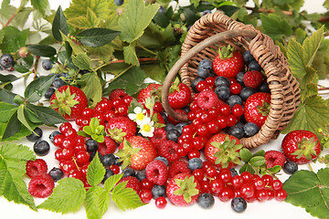 Image showing Berries