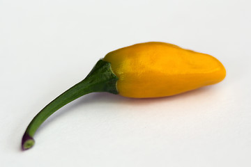 Image showing Short yellow tabasco