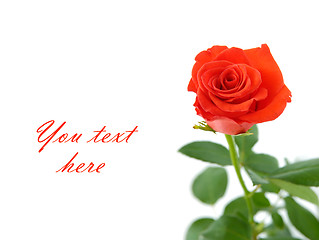 Image showing Red rose with space for text