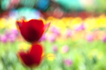 Image showing red tulip, abstraction