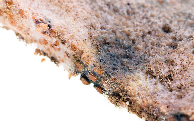 Image showing Mold on bread