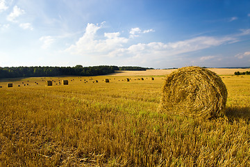 Image showing Cleaning of cereals