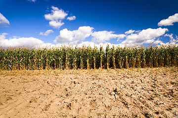 Image showing Corn cleaning