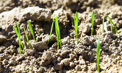Image showing New sprout of wheat