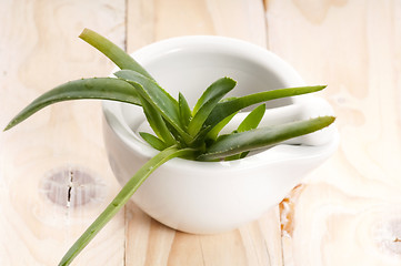 Image showing Aloe vera - herbal medicine 