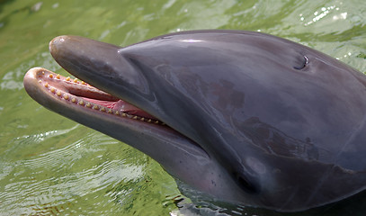 Image showing The happy face of the dolphin, waiting for food