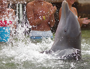 Image showing Dolphin clapping its fins in the water