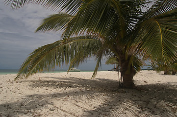 Image showing Palm on white beach, close to Havana, Cuba