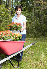 Image showing female middle age senior gardener  planting chrysanthemum flower