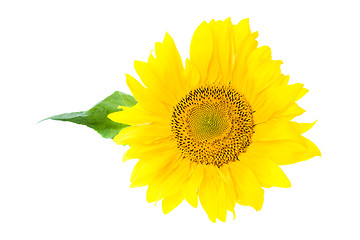 Image showing Sunflower