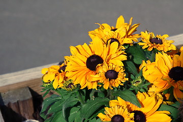 Image showing blackeyed susie plant