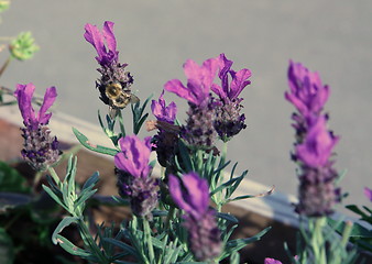 Image showing bee feeding on lavener