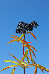 Image showing Herbaceous elder berries