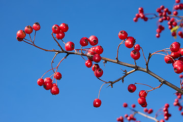 Image showing Hawthorn branch with berries