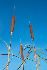 Image showing Bulrush against blue sky