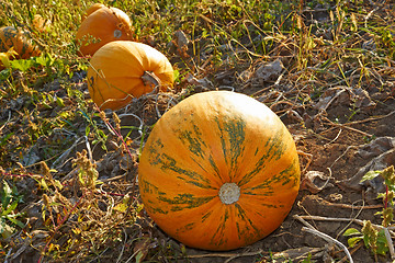 Image showing Pumpkins in the garden