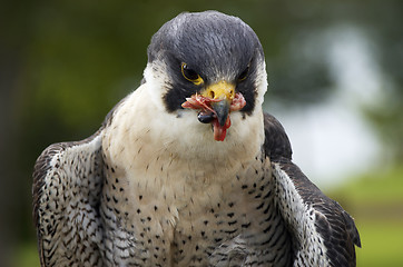 Image showing Falcon