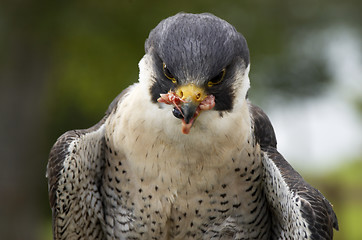 Image showing Falcon