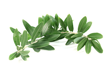 Image showing Olive branch