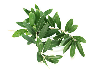 Image showing Olive branch