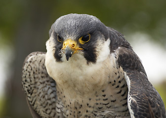 Image showing Falcon