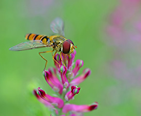 Image showing Hoverfly positioned on flower for finding food