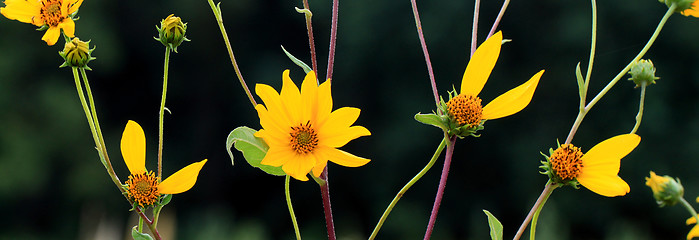 Image showing Sunflowers that spell love