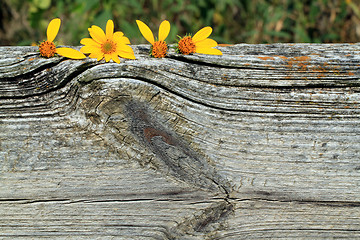 Image showing Sunflowers that spell love on top of wood