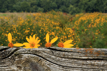 Image showing Sunflowers spell love on wood