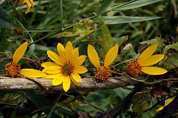 Image showing petals love vine