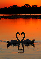 Image showing swans heart sunset