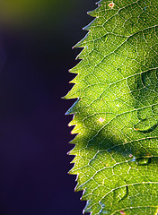 Image showing Green Leaf