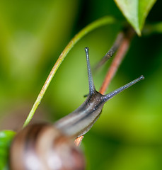 Image showing Snail